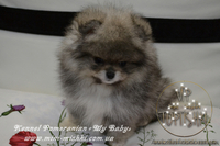 Эксклюзивные мини щеночки карликового померанского шпица VIP-SHOW-classa! - <ro>Изображение</ro><ru>Изображение</ru> #4, <ru>Объявление</ru> #1059689