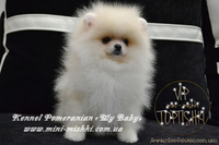 Эксклюзивные мини щеночки карликового померанского шпица VIP-SHOW-classa! - <ro>Изображение</ro><ru>Изображение</ru> #6, <ru>Объявление</ru> #1059689