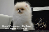 Эксклюзивные мини щеночки карликового померанского шпица VIP-SHOW-classa! - <ro>Изображение</ro><ru>Изображение</ru> #7, <ru>Объявление</ru> #1059689