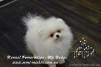Эксклюзивные мини щеночки карликового померанского шпица VIP-SHOW-classa! - <ro>Изображение</ro><ru>Изображение</ru> #5, <ru>Объявление</ru> #1059689