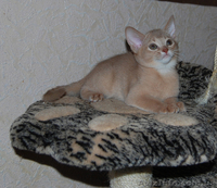 абиссинка окраса фавн - <ro>Изображение</ro><ru>Изображение</ru> #1, <ru>Объявление</ru> #1054365