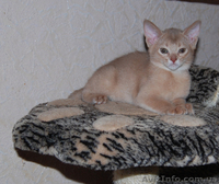 абиссинка окраса фавн - <ro>Изображение</ro><ru>Изображение</ru> #2, <ru>Объявление</ru> #1054365