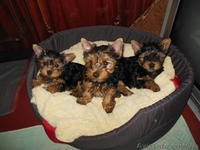 Щенки йорка : девочки и мальчики - <ro>Изображение</ro><ru>Изображение</ru> #2, <ru>Объявление</ru> #1063767