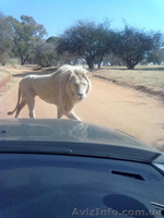 Такси в ЮАР. Йоханнесбург. Претория. - <ro>Изображение</ro><ru>Изображение</ru> #1, <ru>Объявление</ru> #1065312