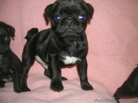 курносые мопсята - <ro>Изображение</ro><ru>Изображение</ru> #4, <ru>Объявление</ru> #1056155