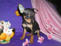 Щенки русского тоя - <ro>Изображение</ro><ru>Изображение</ru> #3, <ru>Объявление</ru> #1056153