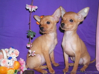 Щенки русского тоя - <ro>Изображение</ro><ru>Изображение</ru> #5, <ru>Объявление</ru> #1056153