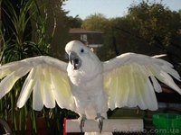 Фантастический попугай . Какаду . - <ro>Изображение</ro><ru>Изображение</ru> #1, <ru>Объявление</ru> #1055390