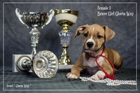 Веселые Щенки амстафф терьера  - <ro>Изображение</ro><ru>Изображение</ru> #2, <ru>Объявление</ru> #1054071