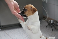 Лучший антикризисный друг – шенок джек рассел терьера  - <ro>Изображение</ro><ru>Изображение</ru> #3, <ru>Объявление</ru> #1073158