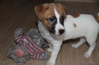 Симпатичные щенки джек рассел терьера - <ro>Изображение</ro><ru>Изображение</ru> #2, <ru>Объявление</ru> #1076055