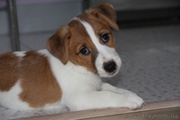 Симпатичные щенки джек рассел терьера - <ro>Изображение</ro><ru>Изображение</ru> #3, <ru>Объявление</ru> #1076055