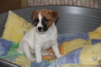 Симпатичные щенки джек рассел терьера - <ro>Изображение</ro><ru>Изображение</ru> #4, <ru>Объявление</ru> #1076055