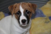 Щенки чемпионов джек рассел терьера - <ro>Изображение</ro><ru>Изображение</ru> #1, <ru>Объявление</ru> #1069426