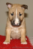 Бультерьер миниатюрный (карликовый) щеночки  - <ro>Изображение</ro><ru>Изображение</ru> #3, <ru>Объявление</ru> #1071000