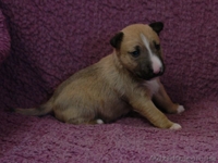 Миниатюрный бультерьер щенки  - <ro>Изображение</ro><ru>Изображение</ru> #3, <ru>Объявление</ru> #1066080