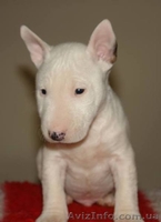 Бультерьер миниатюрный (карликовый) щеночки  - <ro>Изображение</ro><ru>Изображение</ru> #4, <ru>Объявление</ru> #1071000