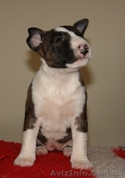 Бультерьер миниатюрный (карликовый) щеночки  - <ro>Изображение</ro><ru>Изображение</ru> #1, <ru>Объявление</ru> #1071000