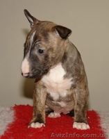 Бультерьер миниатюрный (карликовый) щеночки  - <ro>Изображение</ro><ru>Изображение</ru> #2, <ru>Объявление</ru> #1071000