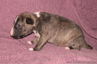 Миниатюрный бультерьер щенки  - <ro>Изображение</ro><ru>Изображение</ru> #4, <ru>Объявление</ru> #1066080