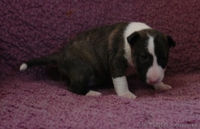 Миниатюрный бультерьер щенки  - <ro>Изображение</ro><ru>Изображение</ru> #2, <ru>Объявление</ru> #1066080