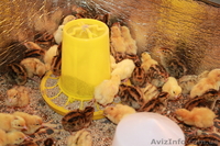 Продам суточных перепелов, перепелиные яйца - <ro>Изображение</ro><ru>Изображение</ru> #1, <ru>Объявление</ru> #1071401