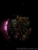 Cковорода из жиска бороны - <ro>Изображение</ro><ru>Изображение</ru> #5, <ru>Объявление</ru> #1073099