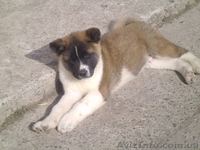 Щеночки акиты самый верный друг! - <ro>Изображение</ro><ru>Изображение</ru> #2, <ru>Объявление</ru> #1071514