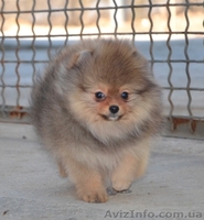 Щеночки миниатюрного и померанского шпица - <ro>Изображение</ro><ru>Изображение</ru> #2, <ru>Объявление</ru> #1073448