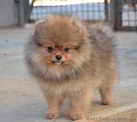 Щеночки миниатюрного и померанского шпица - <ro>Изображение</ro><ru>Изображение</ru> #1, <ru>Объявление</ru> #1073448