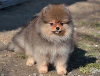 Щеночки миниатюрного и померанского шпица - <ro>Изображение</ro><ru>Изображение</ru> #3, <ru>Объявление</ru> #1073448