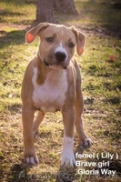 Девочка от Чемпионов Американский Стаффордширский Терьер. - <ro>Изображение</ro><ru>Изображение</ru> #3, <ru>Объявление</ru> #316491