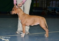 Супер щенки  Девочки  Ам. Стаф. Терьера. - <ro>Изображение</ro><ru>Изображение</ru> #5, <ru>Объявление</ru> #207286