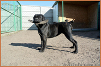 Кане Корсо щенки. Помёт от итальянской пары Чемп  - <ro>Изображение</ro><ru>Изображение</ru> #2, <ru>Объявление</ru> #1076758