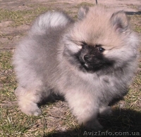 шпиц померанский - <ro>Изображение</ro><ru>Изображение</ru> #3, <ru>Объявление</ru> #1072199
