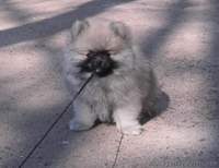 шпиц померанский - <ro>Изображение</ro><ru>Изображение</ru> #2, <ru>Объявление</ru> #1072199