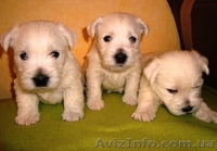 Вест-хайленд вайт терьер - <ro>Изображение</ro><ru>Изображение</ru> #2, <ru>Объявление</ru> #899038