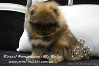 Щеночки карликового померанского шпица SHOW-Classa! - <ro>Изображение</ro><ru>Изображение</ru> #2, <ru>Объявление</ru> #1082939