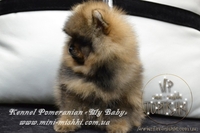 Элитные мини щеночки карликового померанского шпица SHOW-classa! - <ro>Изображение</ro><ru>Изображение</ru> #4, <ru>Объявление</ru> #1082838