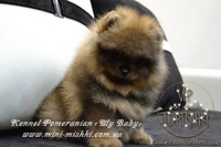 Элитные мини щеночки карликового померанского шпица SHOW-classa! - <ro>Изображение</ro><ru>Изображение</ru> #3, <ru>Объявление</ru> #1082838