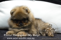 Элитные мини щеночки карликового померанского шпица SHOW-classa! - <ro>Изображение</ro><ru>Изображение</ru> #2, <ru>Объявление</ru> #1082838