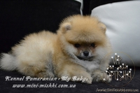 Великолепные щенки карликового померанского шпица! - <ro>Изображение</ro><ru>Изображение</ru> #6, <ru>Объявление</ru> #1082843
