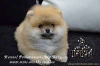Элитные мини щеночки карликового померанского шпица SHOW-classa! - <ro>Изображение</ro><ru>Изображение</ru> #7, <ru>Объявление</ru> #1082838