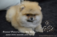 Элитные мини щеночки карликового померанского шпица SHOW-classa! - <ro>Изображение</ro><ru>Изображение</ru> #5, <ru>Объявление</ru> #1082838