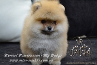 Великолепные щенки карликового померанского шпица! - <ro>Изображение</ro><ru>Изображение</ru> #7, <ru>Объявление</ru> #1082843