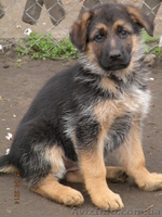 немецкое овчарование - <ro>Изображение</ro><ru>Изображение</ru> #2, <ru>Объявление</ru> #1076021