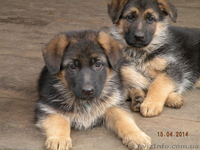немецкое овчарование - <ro>Изображение</ro><ru>Изображение</ru> #1, <ru>Объявление</ru> #1076021