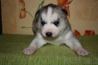 Хаски голубоглазые щенки - <ro>Изображение</ro><ru>Изображение</ru> #1, <ru>Объявление</ru> #1073401