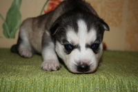 Хаски голубоглазые щенки - <ro>Изображение</ro><ru>Изображение</ru> #2, <ru>Объявление</ru> #1073401