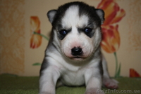 Хаски голубоглазые щенки - <ro>Изображение</ro><ru>Изображение</ru> #3, <ru>Объявление</ru> #1073401